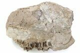 Partial Oreodont (Merycoidodon) Upper Skull - South Dakota #285654-1